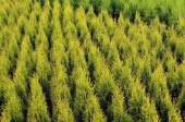 Thuja occidentalis 'Goldstrike' ®